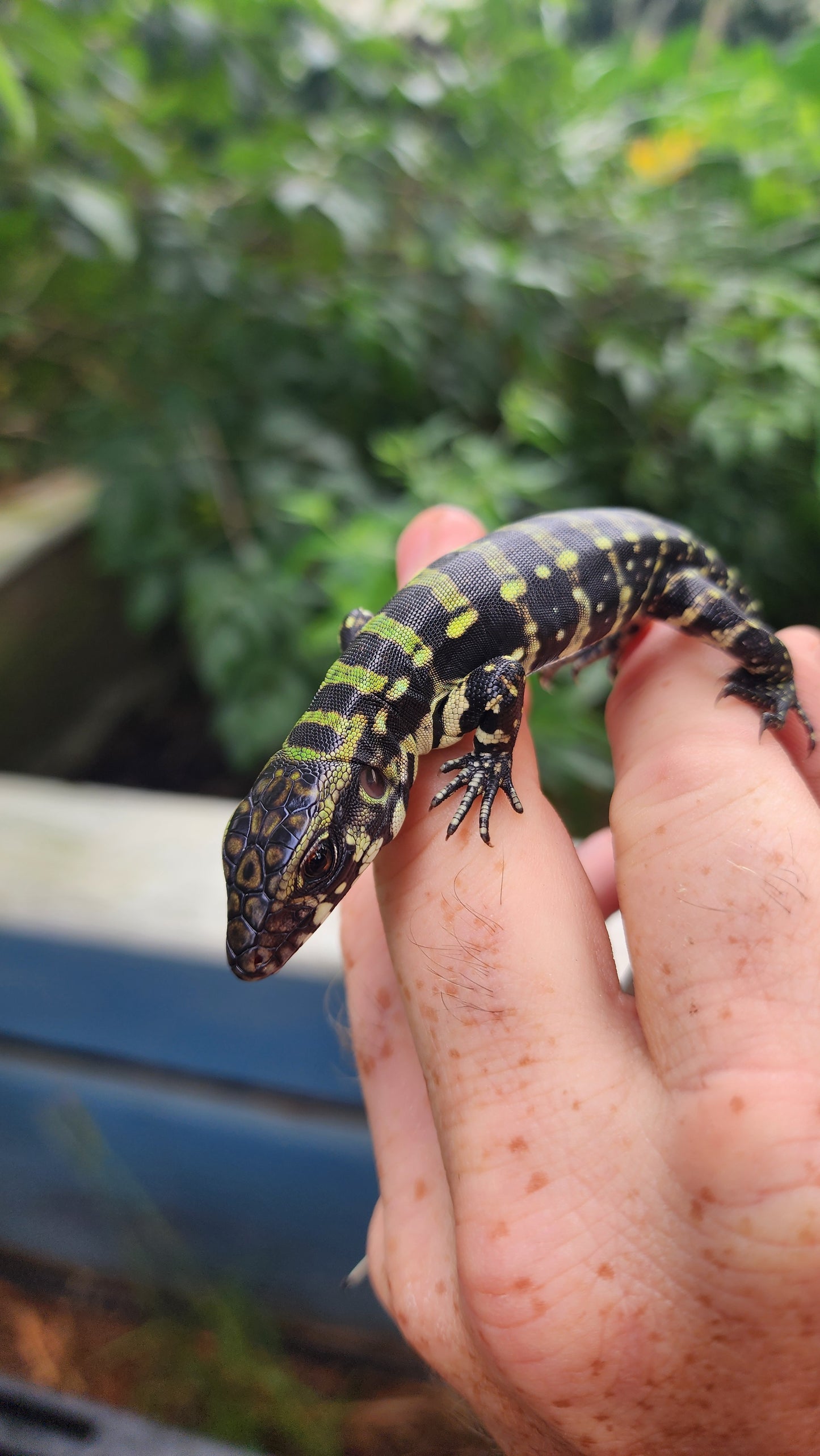 "We pick" Blue hatchling