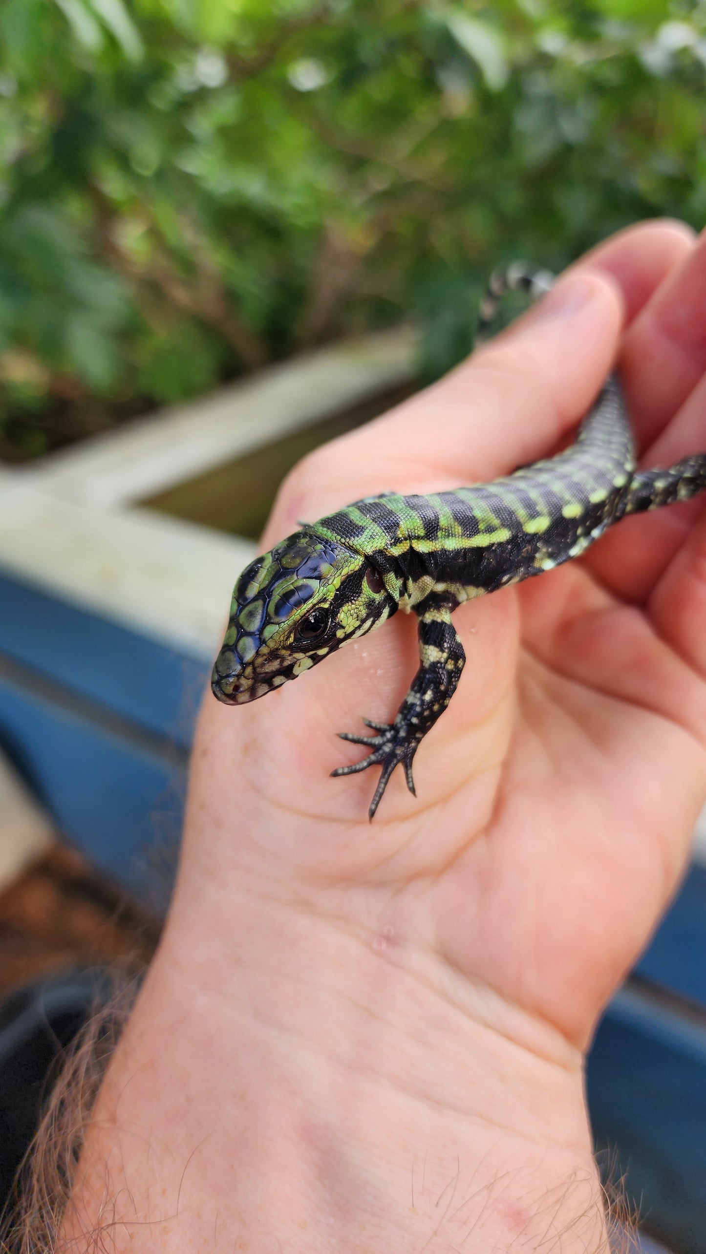 "We pick" Blue hatchling