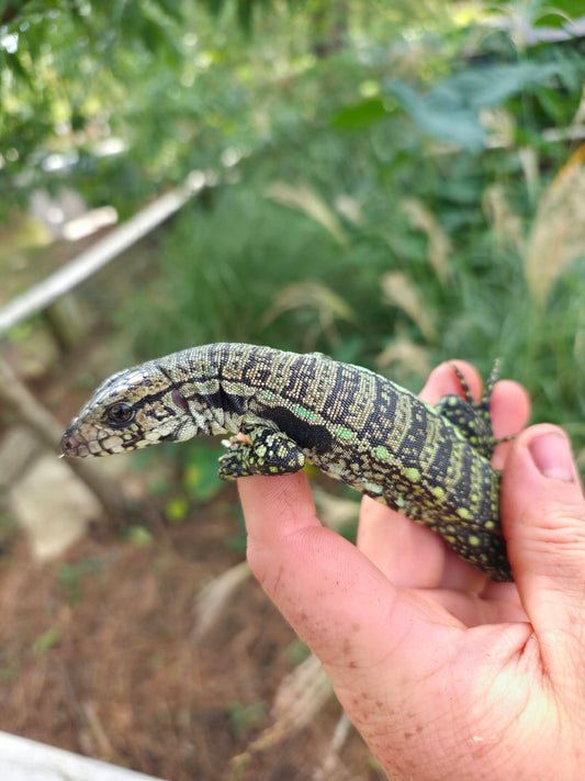Female Blue Tegu - Journey x Sansa