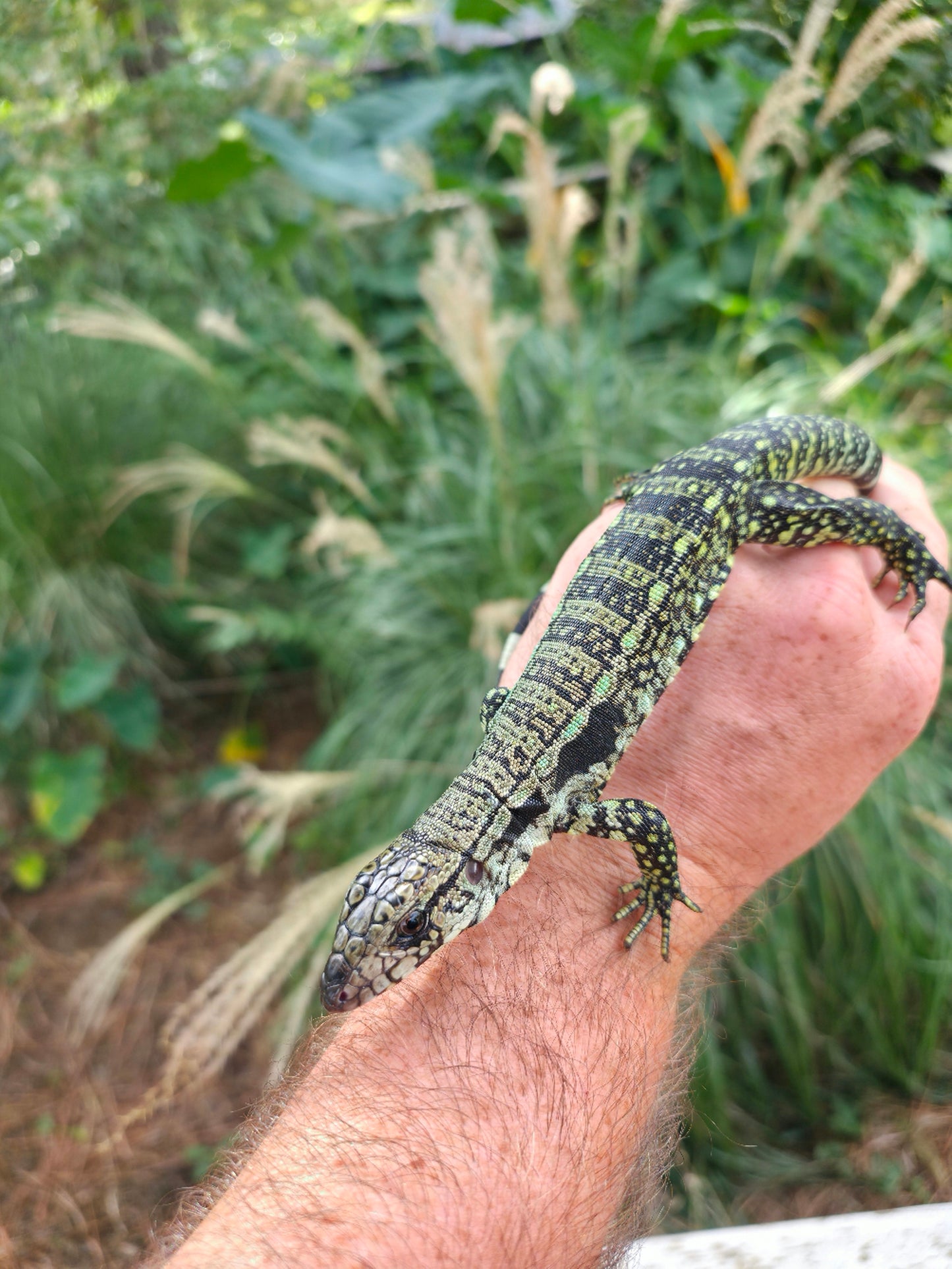 Female Blue Tegu - Journey x Sansa