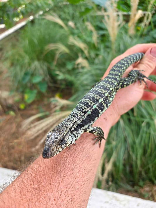 Male Blue Tegu - Journey x Sansa