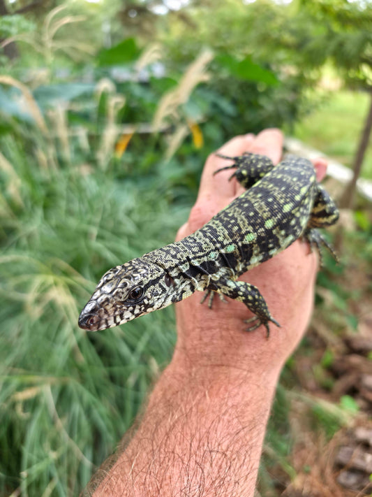 Male Blue Tegu - Journey x Sansa