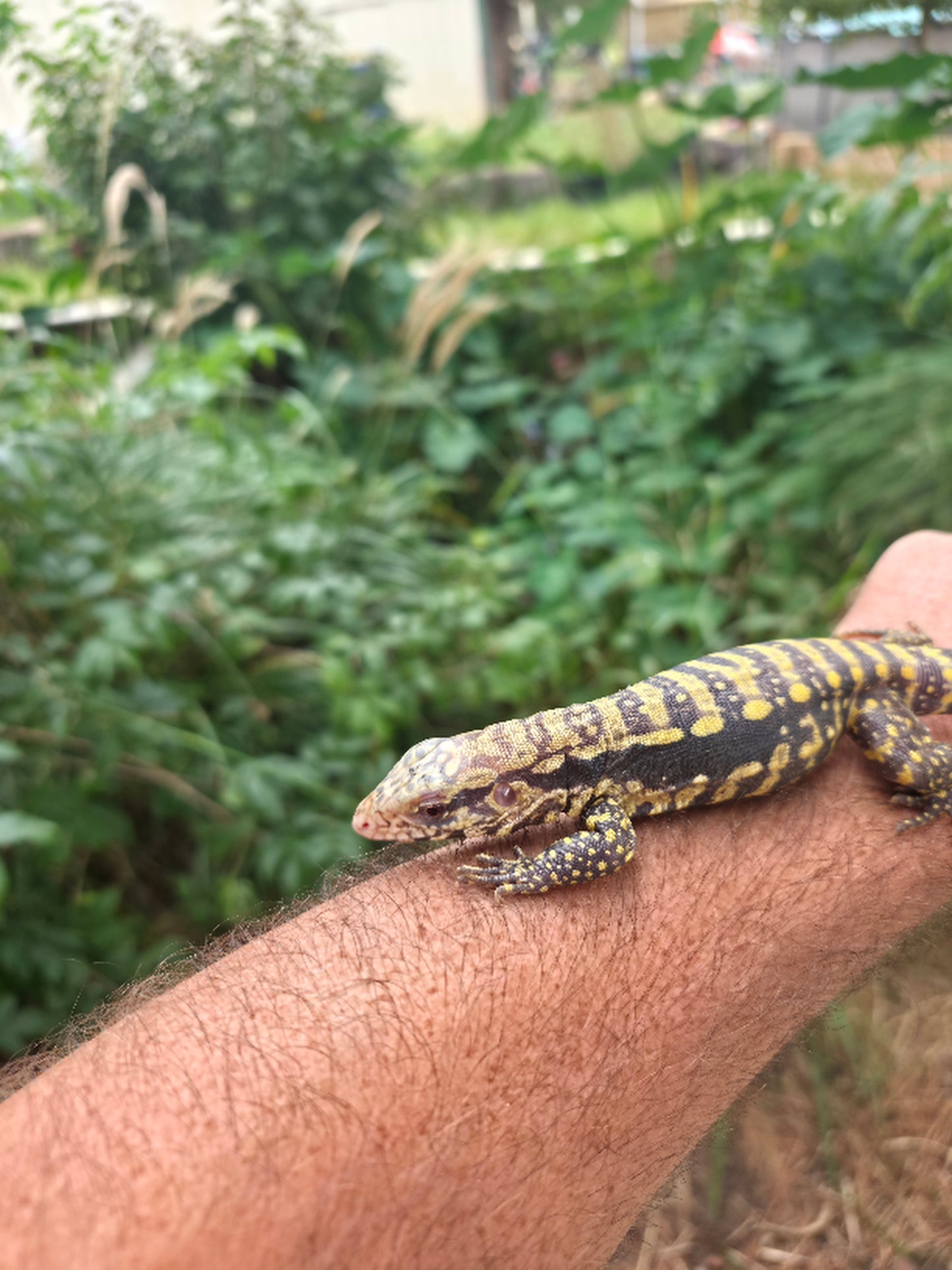 Male Blue Albino Tegu- Tsunami x Luna