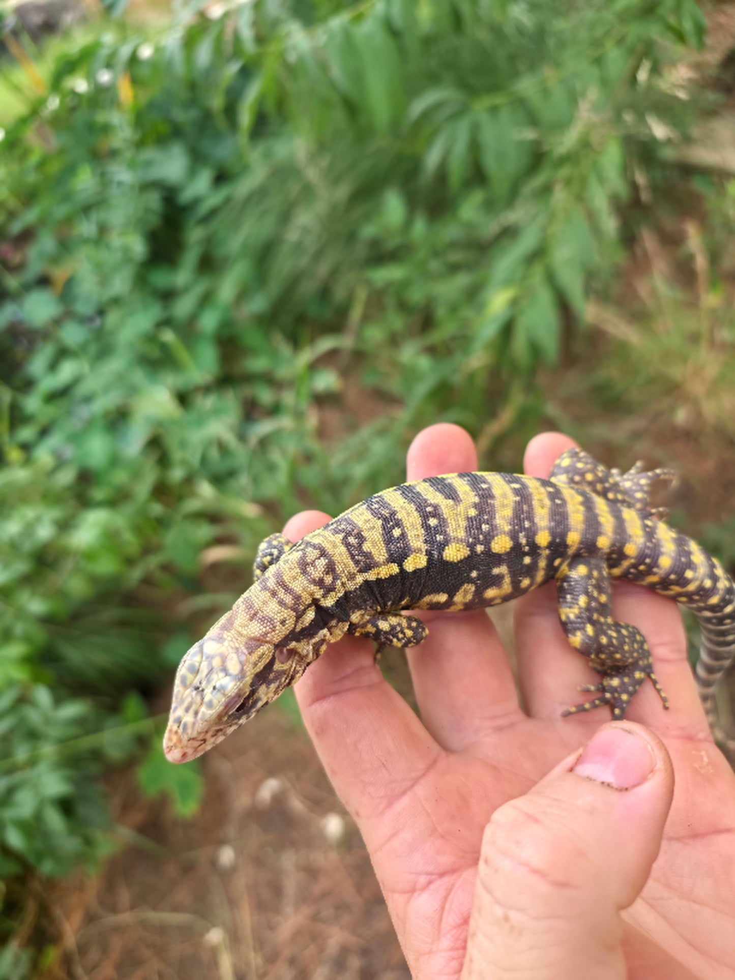 Male Blue Albino Tegu- Tsunami x Luna