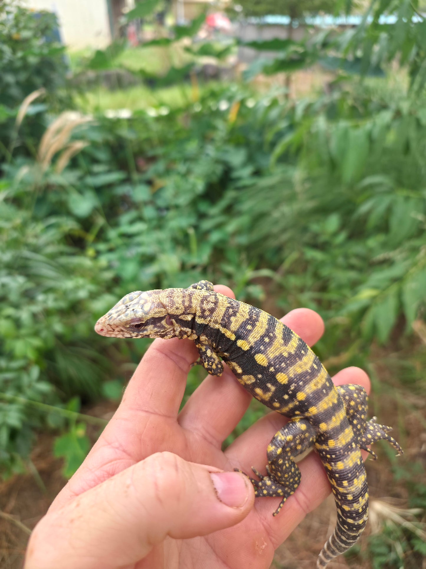 Male Blue Albino Tegu- Tsunami x Luna