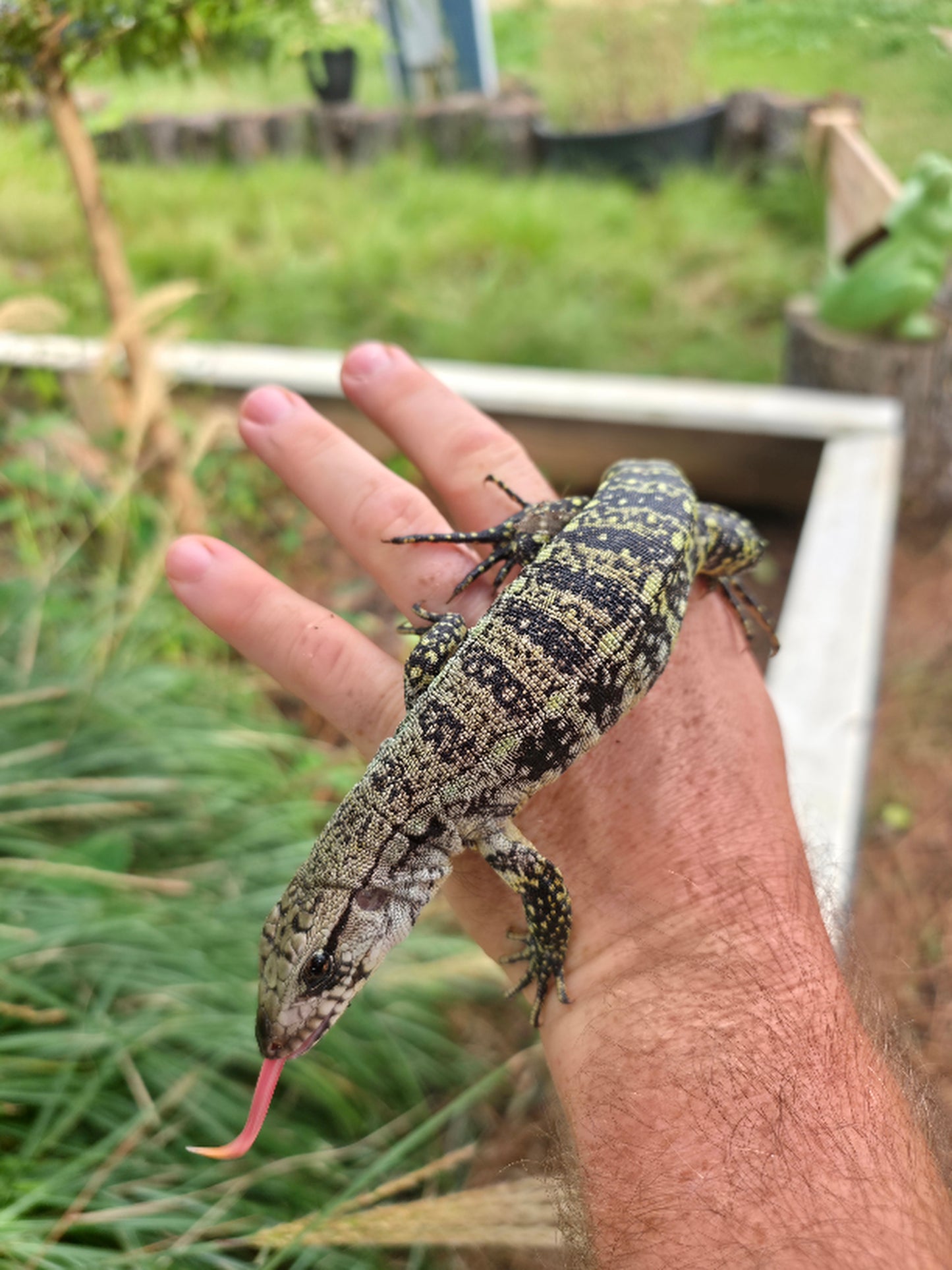 Female Blue Tegu- JJ x Tiffany