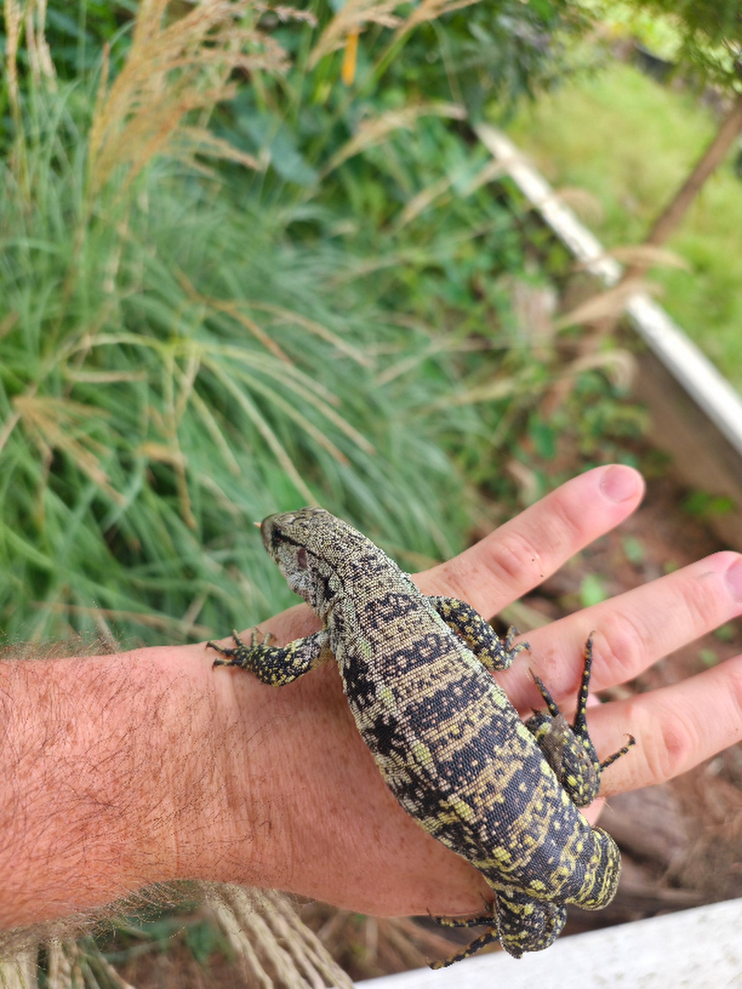 Female Blue Tegu- JJ x Tiffany