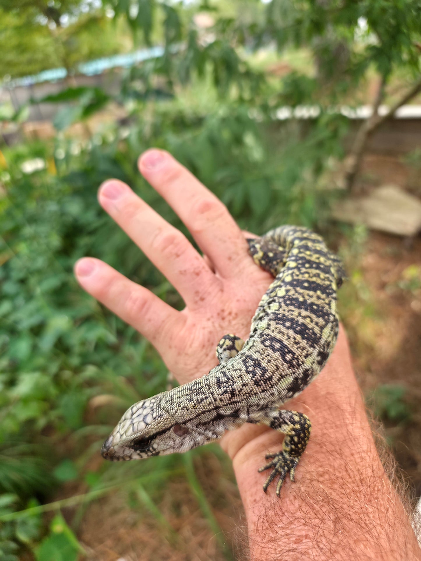 Female Blue Tegu- JJ x Tiffany