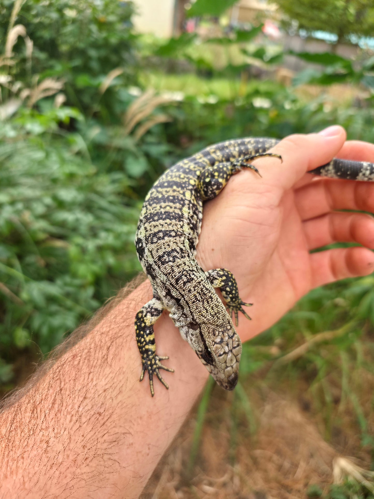 Female Blue Tegu- JJ x Tiffany