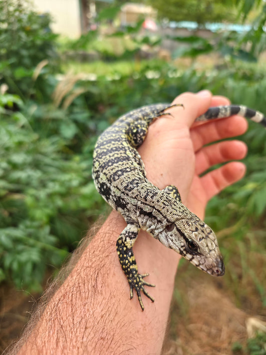 Female Blue Tegu- JJ x Tiffany
