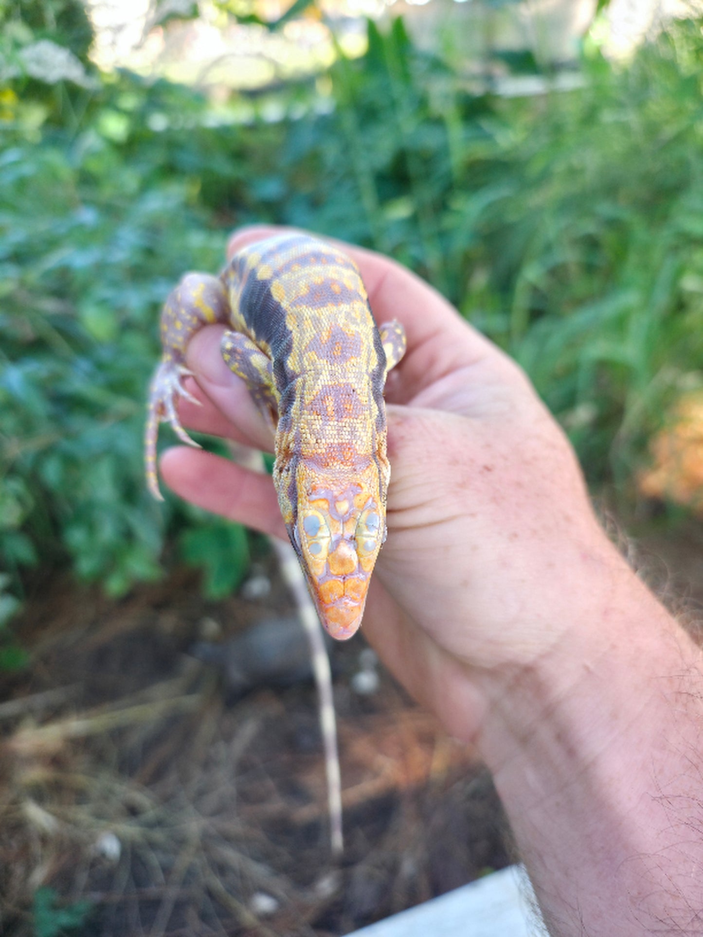 Male Blue Albino Tegu- Azurite x Triana