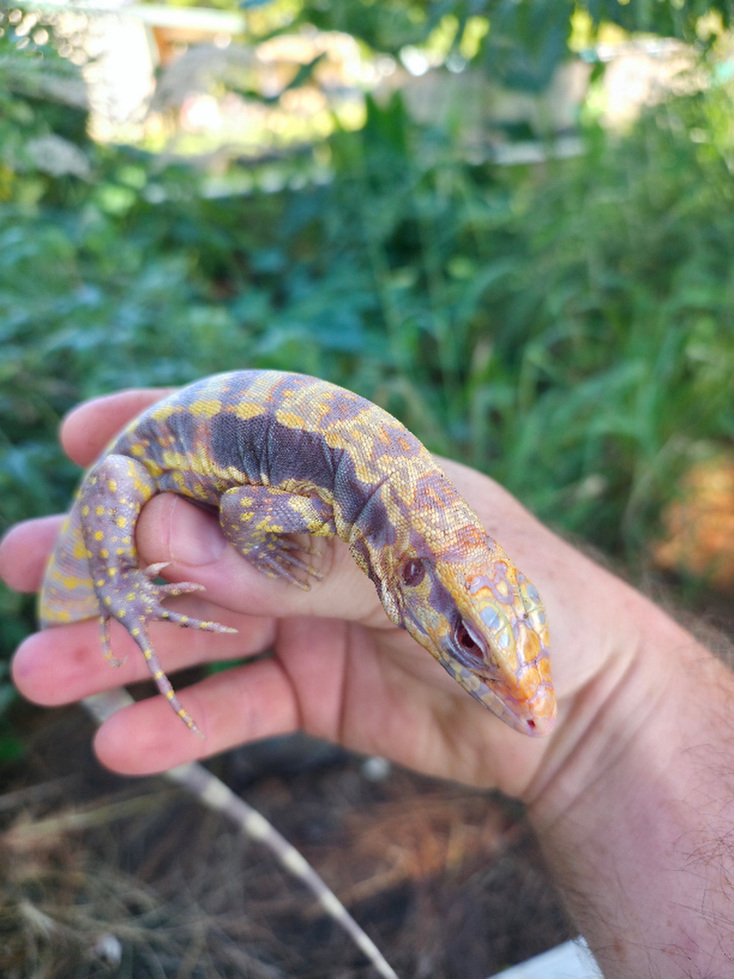 Male Blue Albino Tegu- Azurite x Triana
