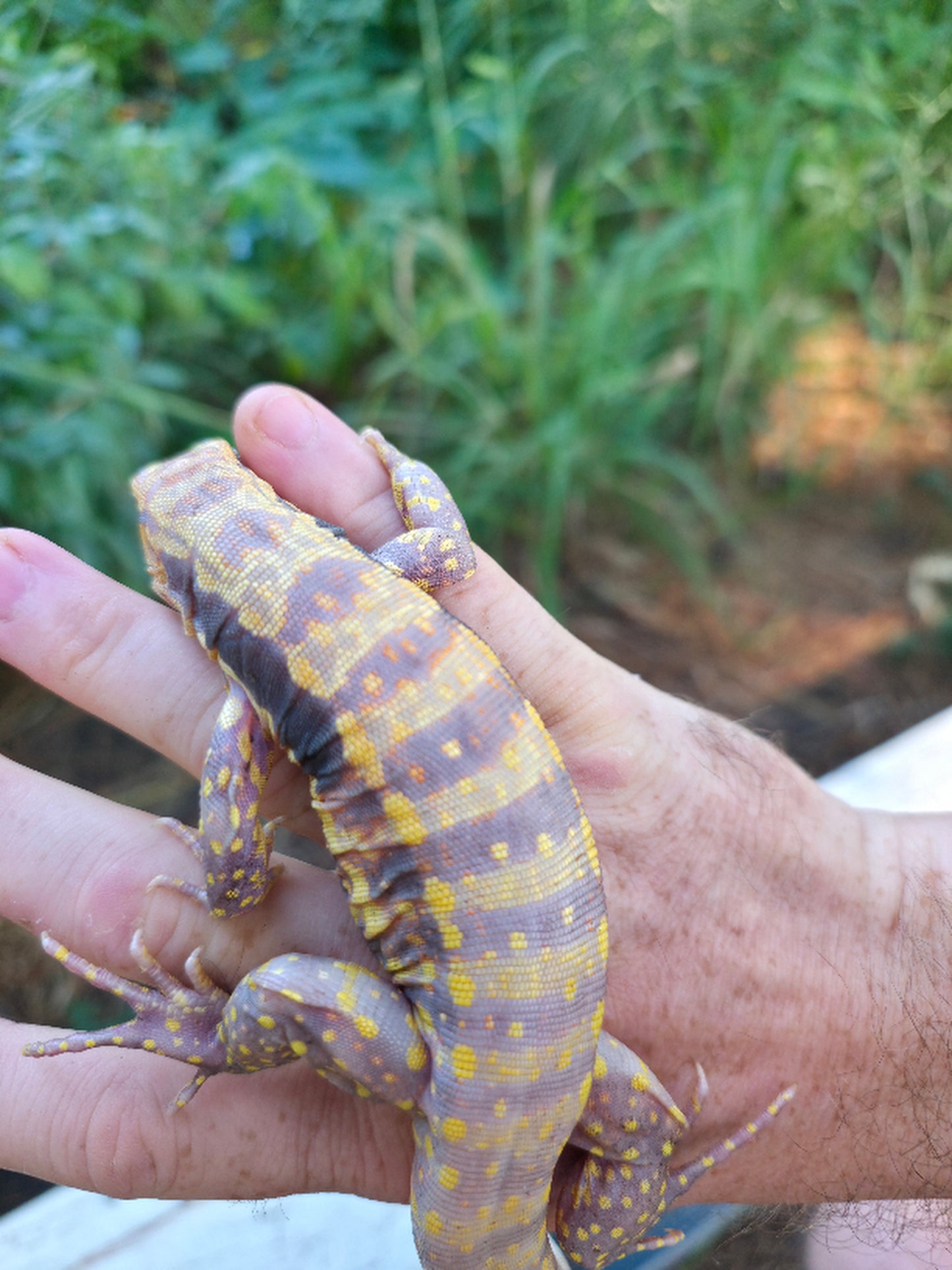Male Blue Albino Tegu- Azurite x Triana