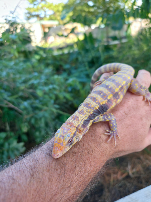 Male Blue Albino Tegu- Azurite x Triana