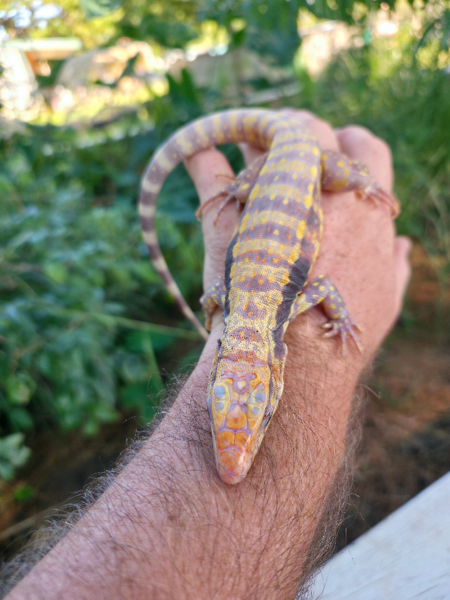 Male Blue Albino Tegu- Azurite x Triana