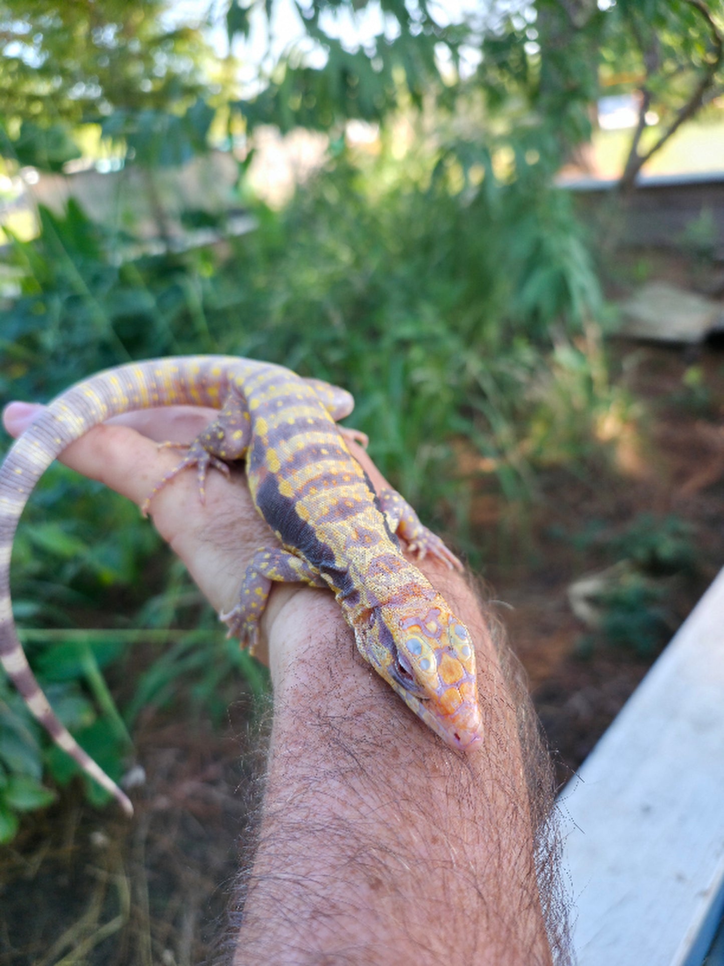 Male Blue Albino Tegu- Azurite x Triana