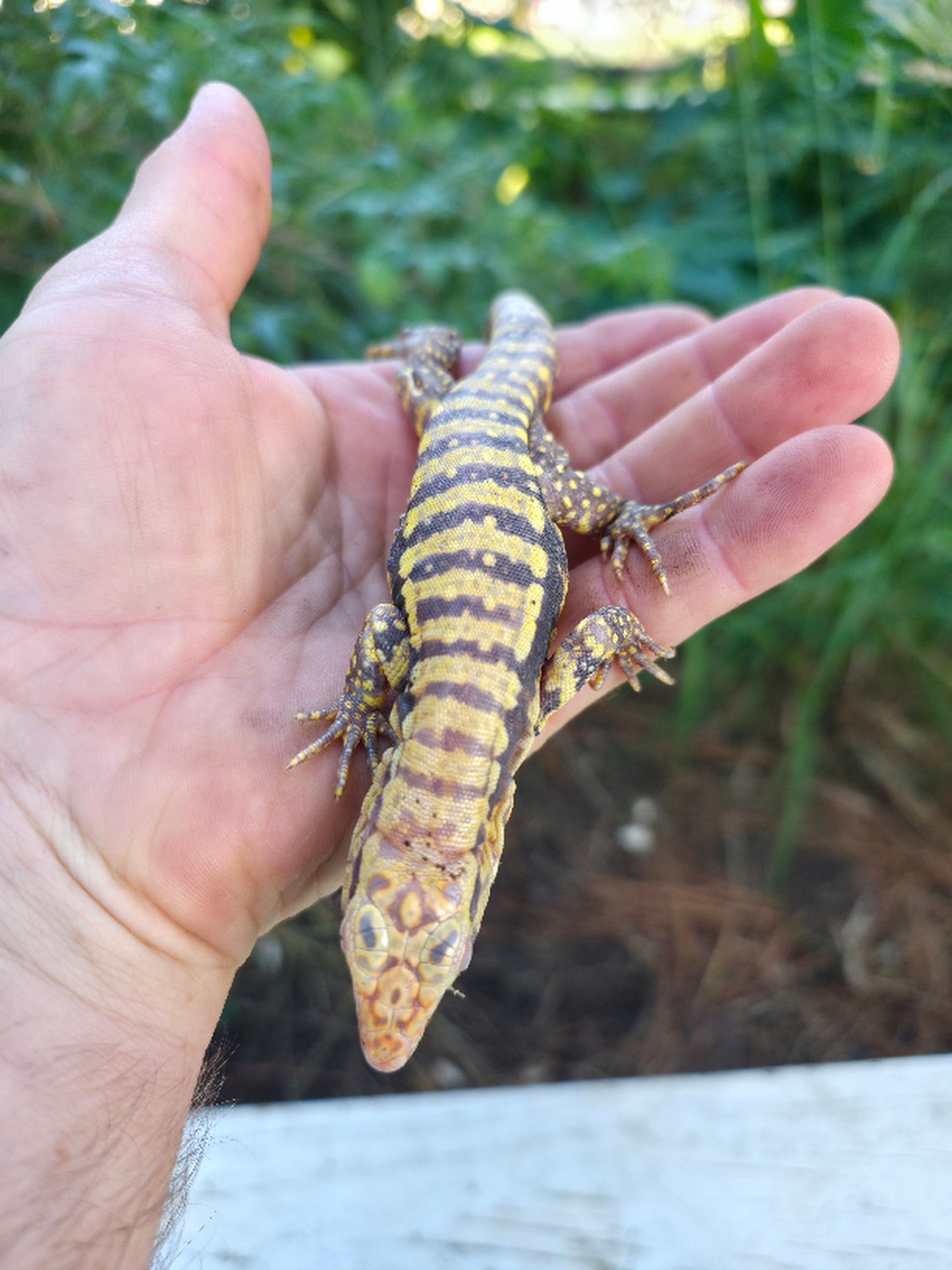 Female Blue Albino Tegu- Tsunami x Luna