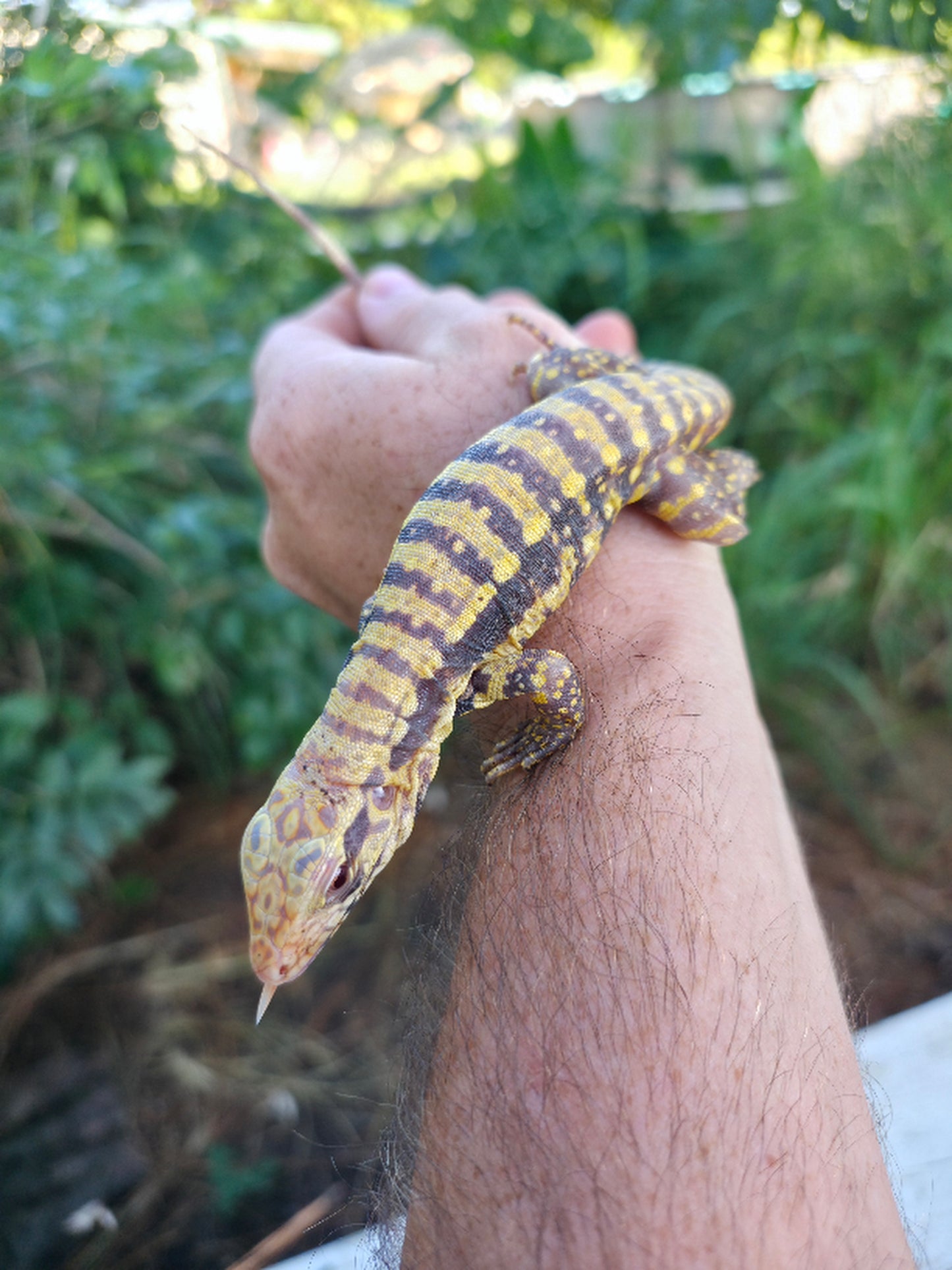 Female Blue Albino Tegu- Tsunami x Luna