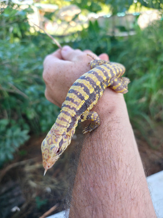 Female Blue Albino Tegu- Tsunami x Luna