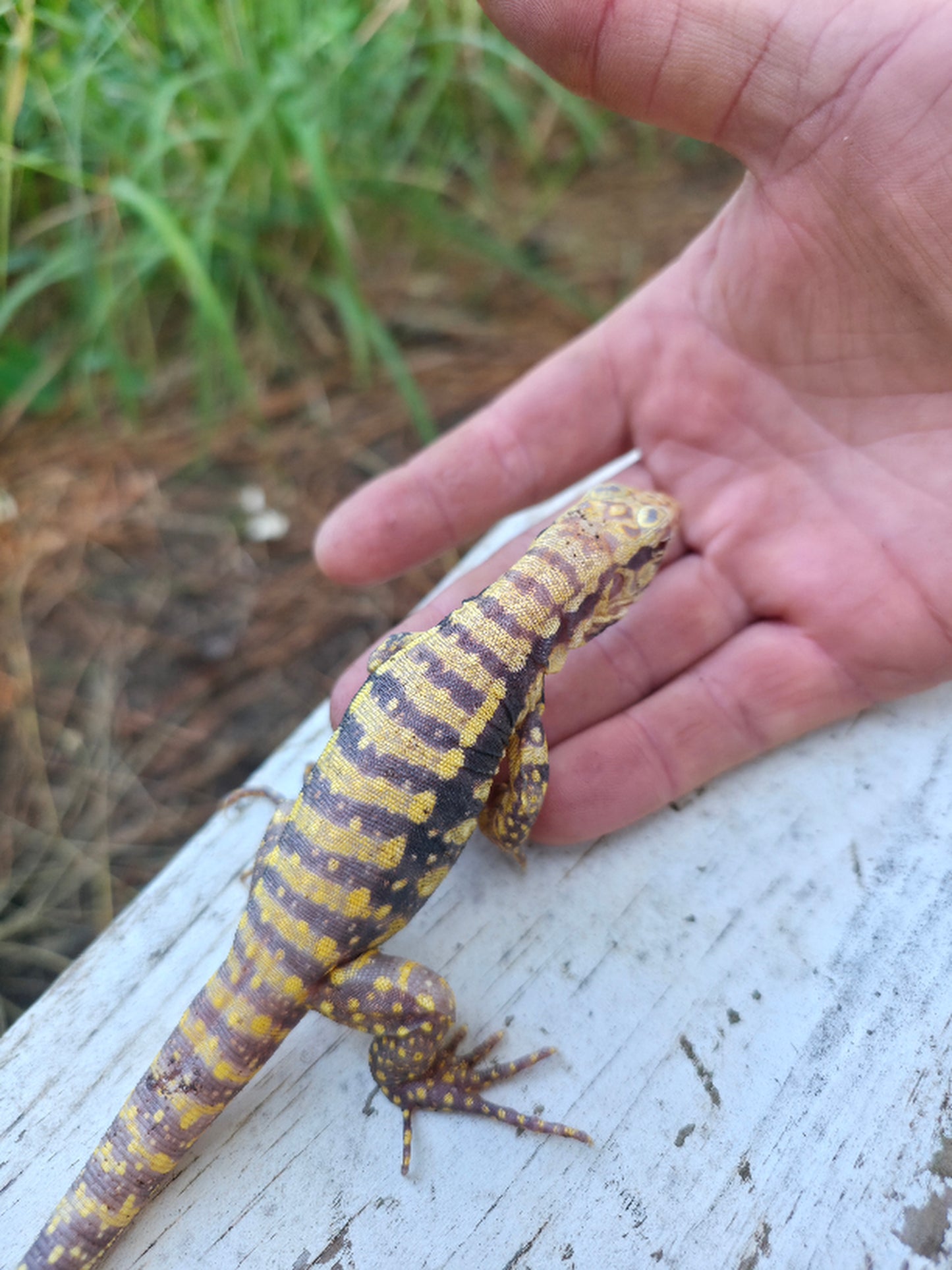 Female Blue Albino Tegu- Tsunami x Luna