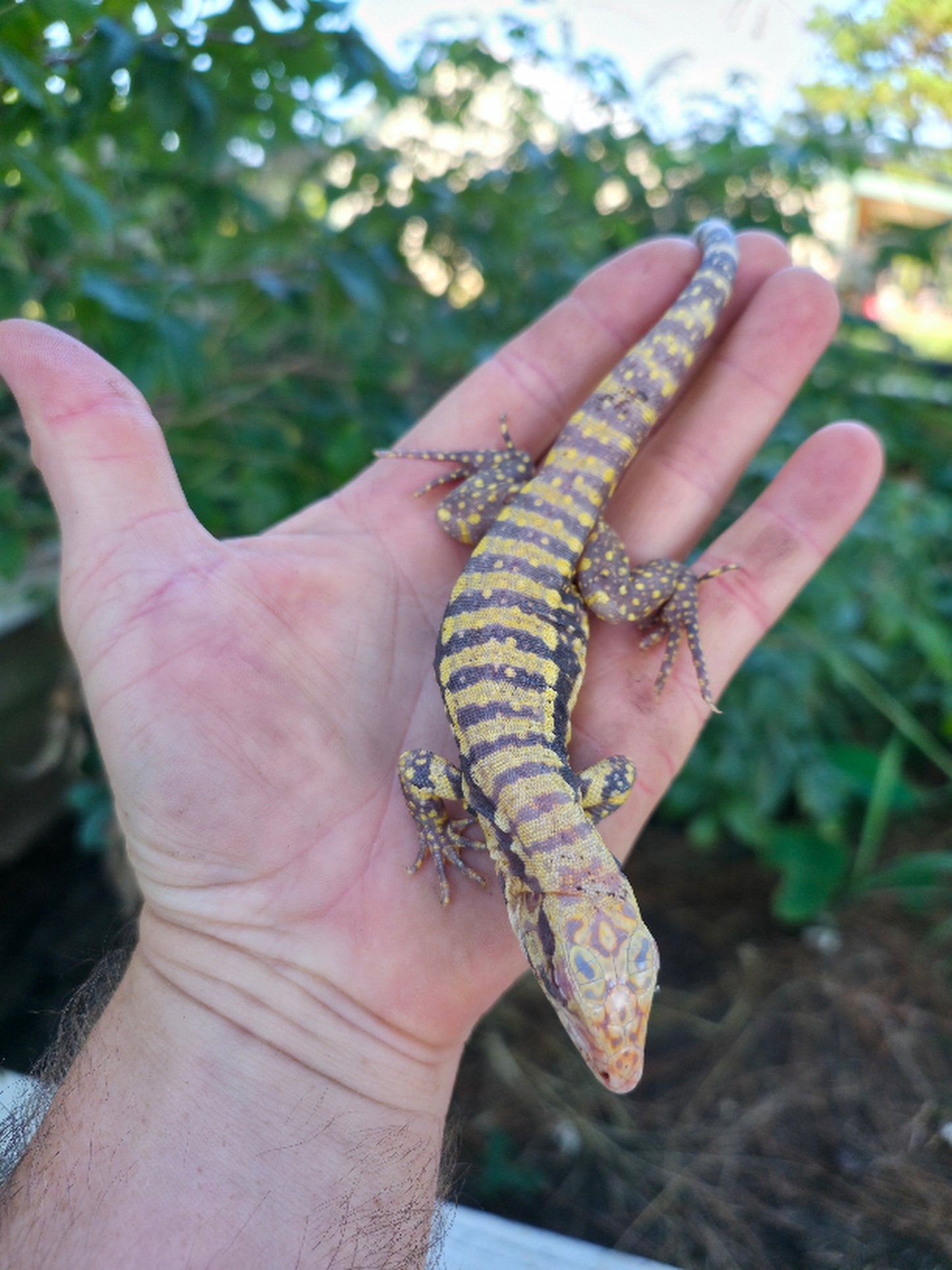 Female Blue Albino Tegu- Tsunami x Luna