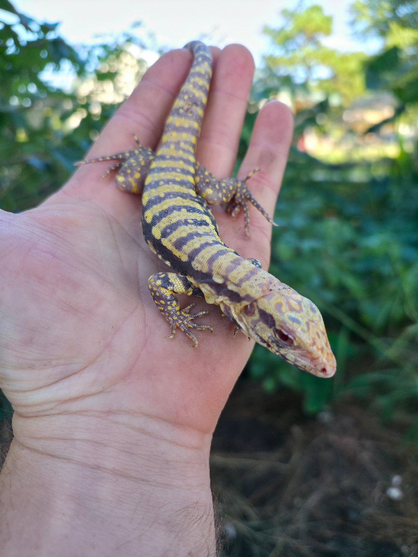 Female Blue Albino Tegu- Tsunami x Luna