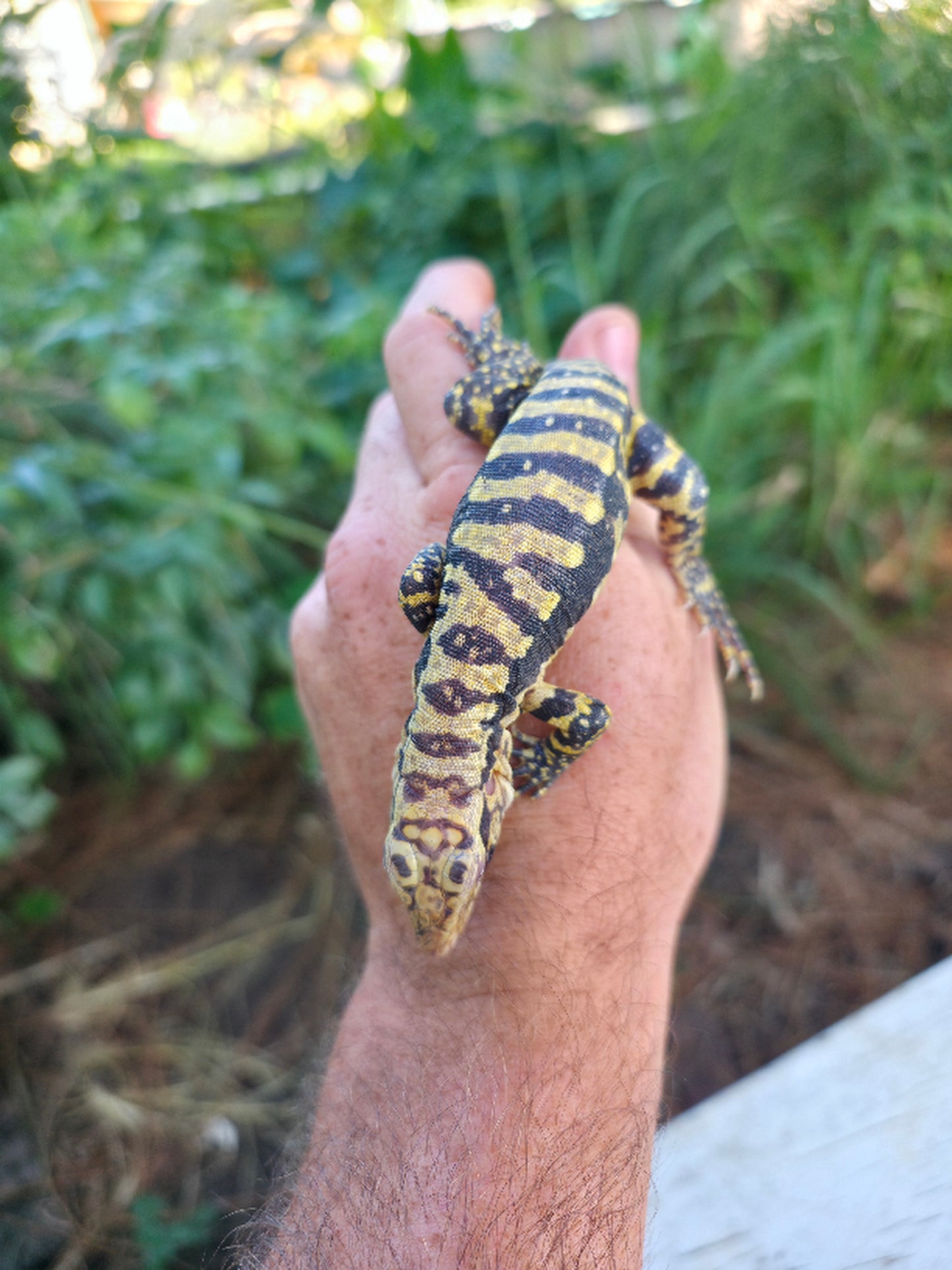 Male Blue Albino Tegu- Tsunami x Luna
