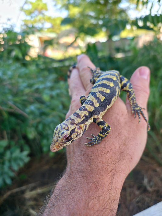 Male Blue Albino Tegu- Tsunami x Luna