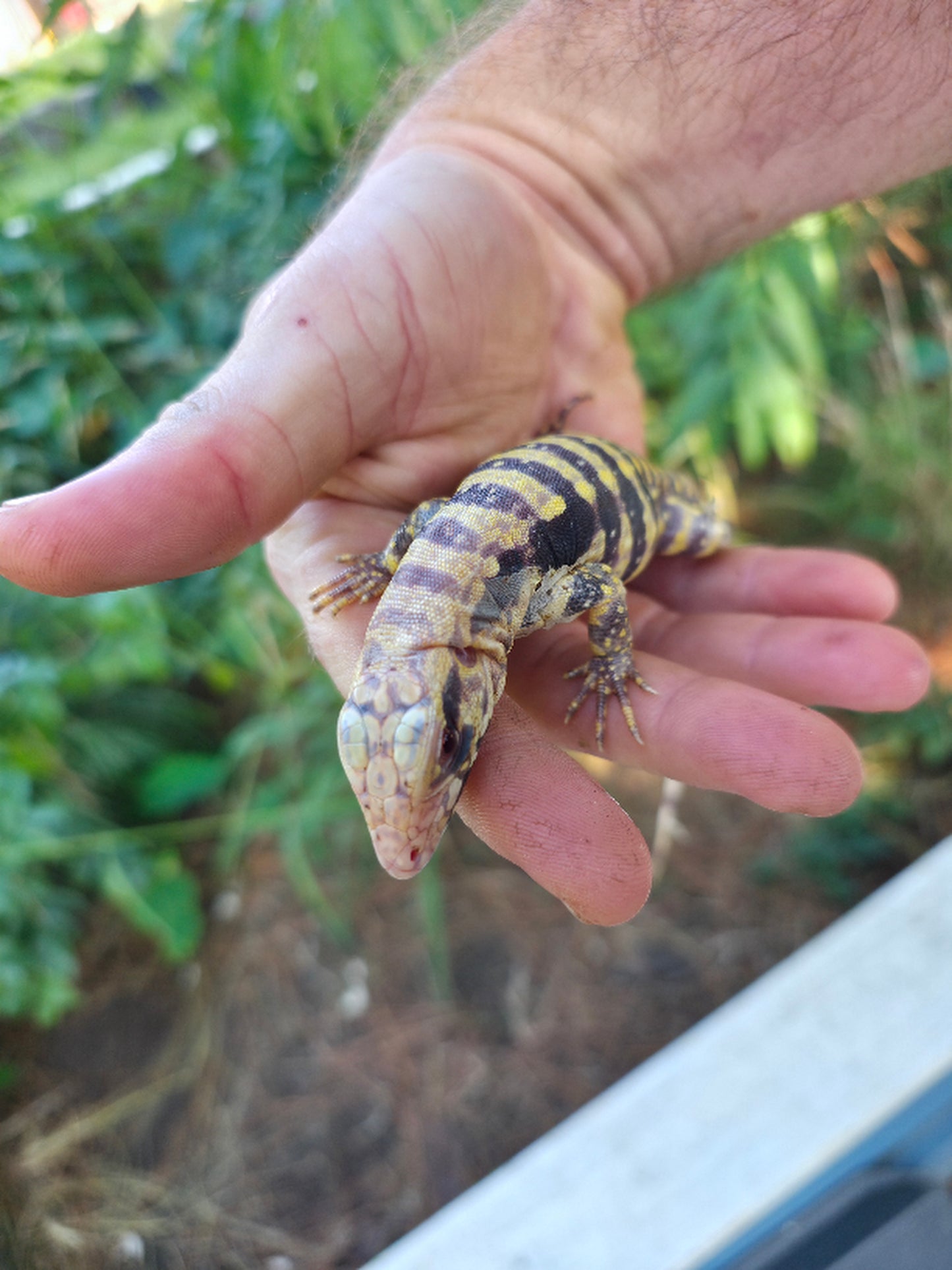 Female Blue Albino Tegu- Tsunami x Luna