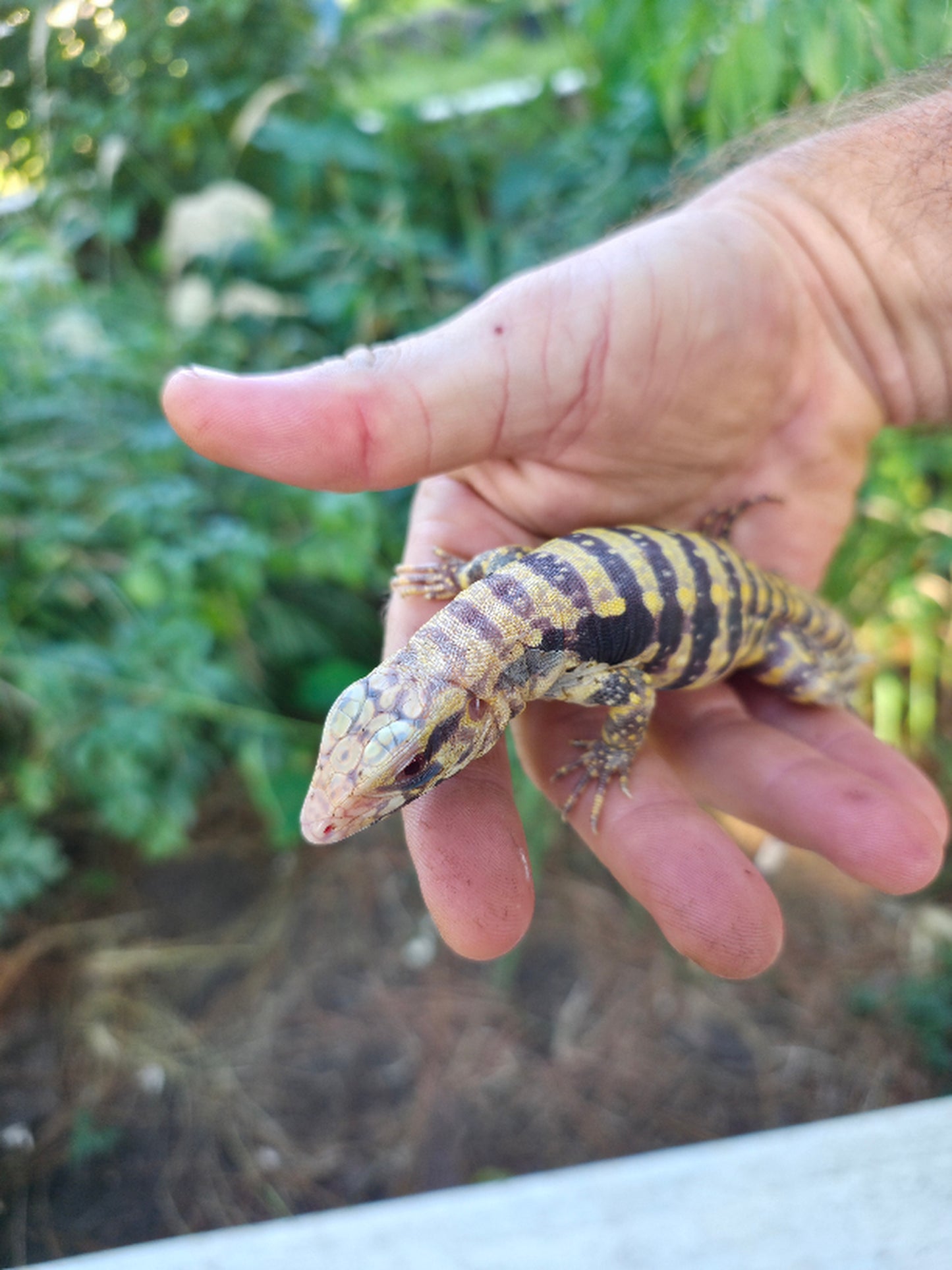 Female Blue Albino Tegu- Tsunami x Luna