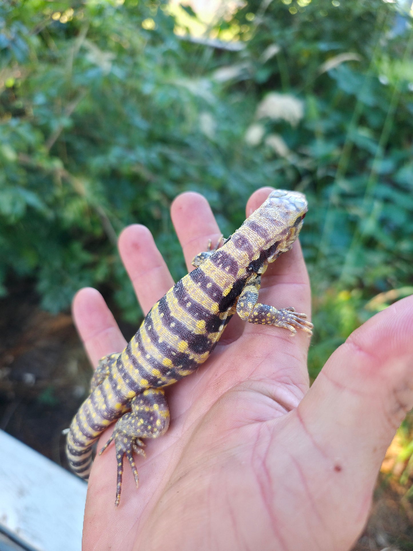 Female Blue Albino Tegu- Tsunami x Luna