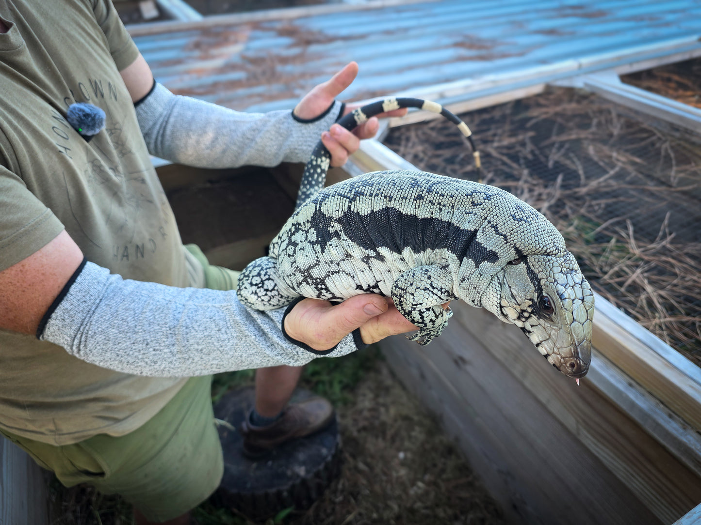 Adult Blue Female 1