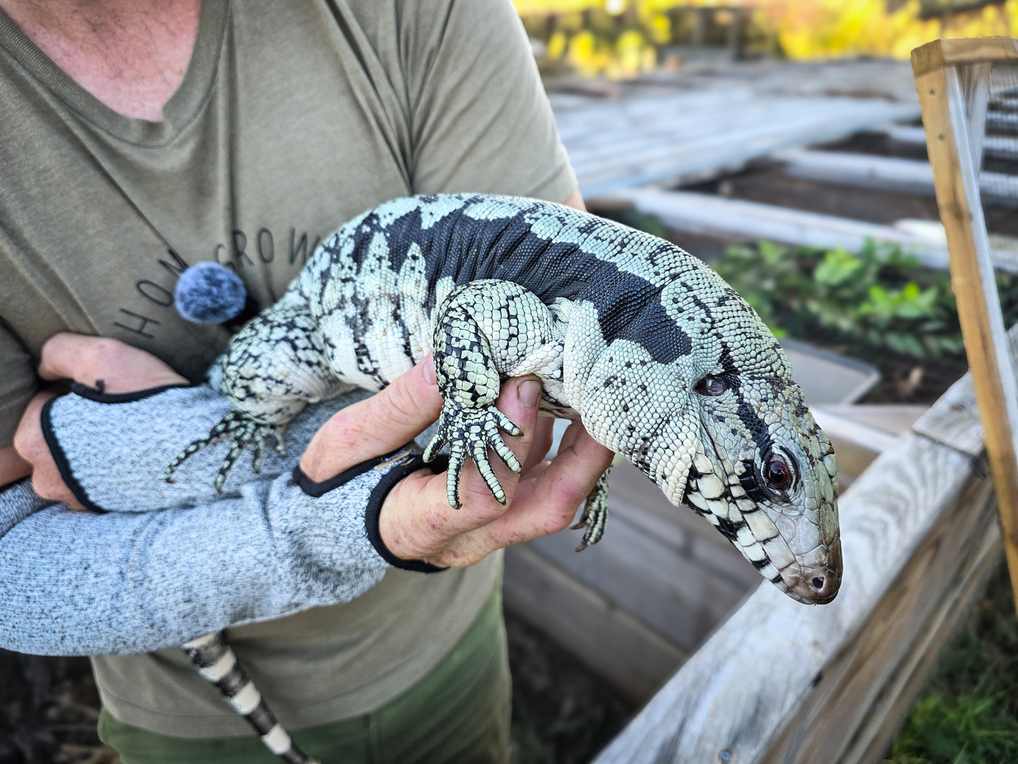 Adult Blue Female 2