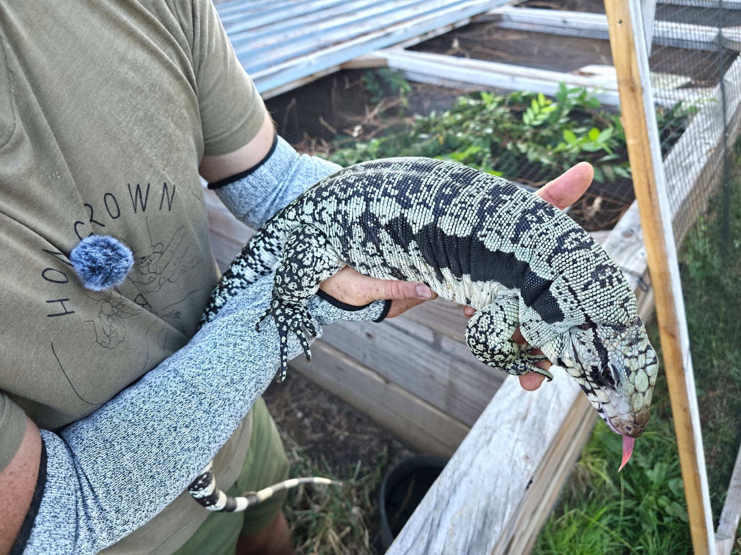 Adult Blue Female 2