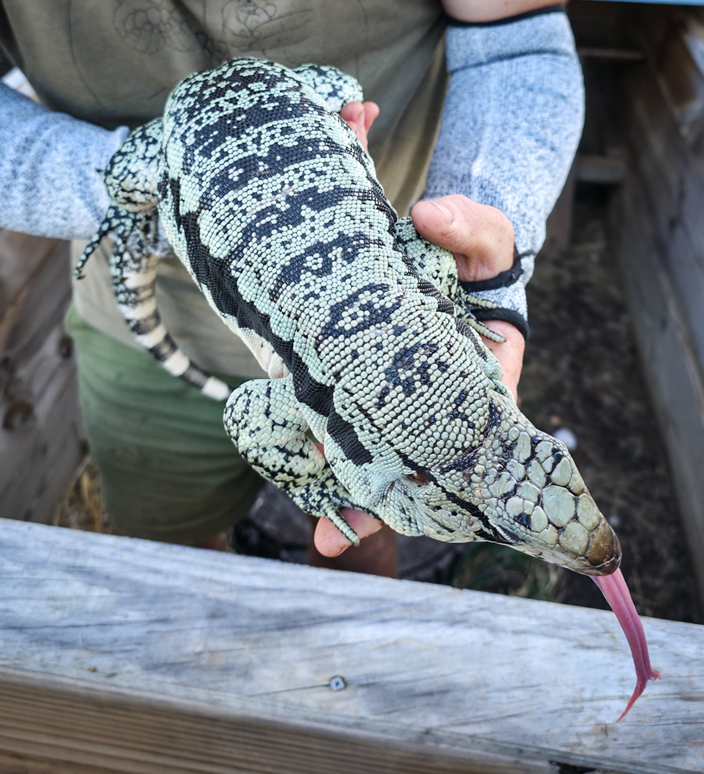 Adult Blue Female 2