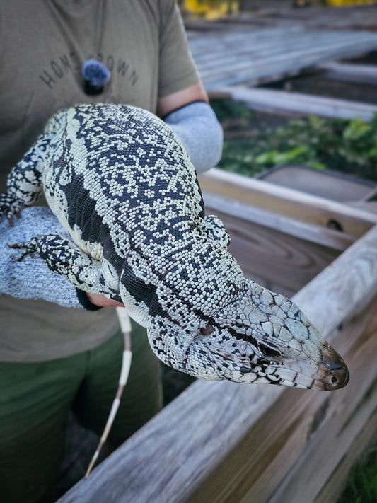 Adult Blue Female 3