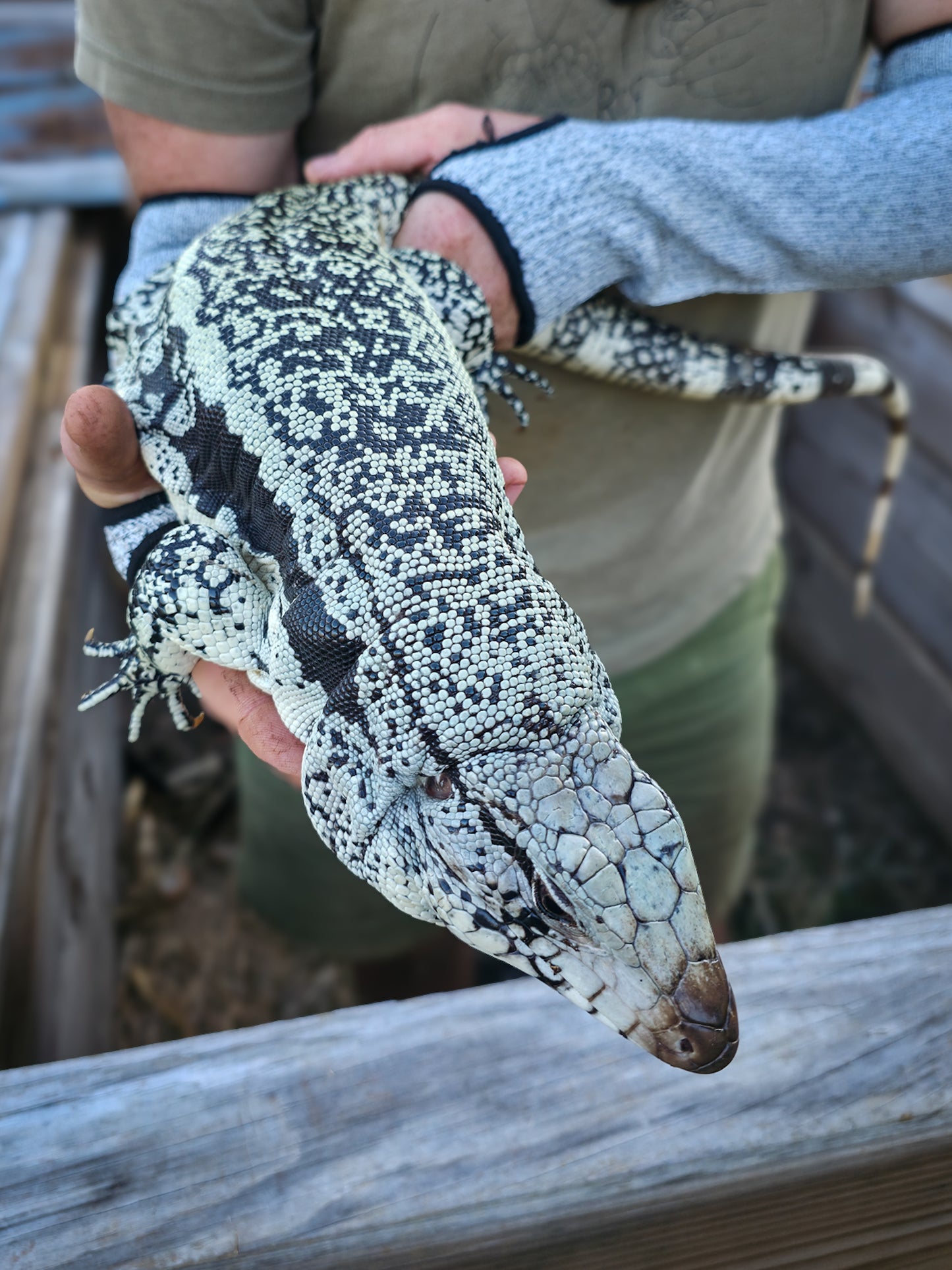 Adult Blue Female 3