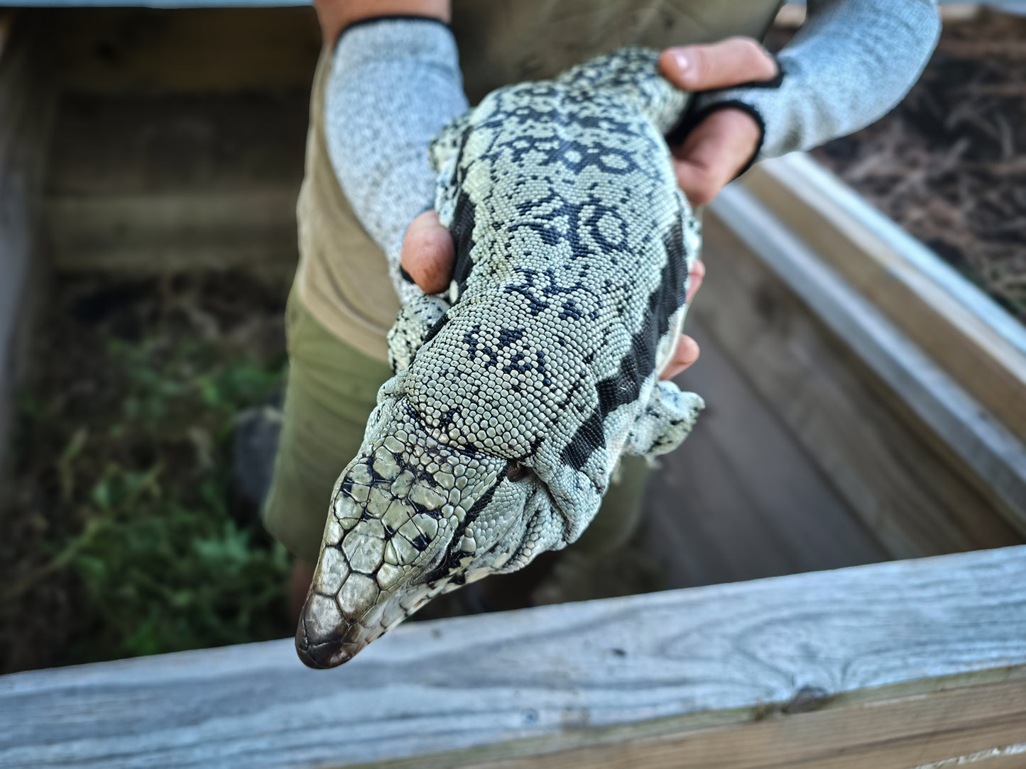 Adult Blue Female 1