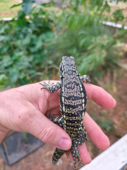 Female Blue Tegu- Legacy  X Stormy