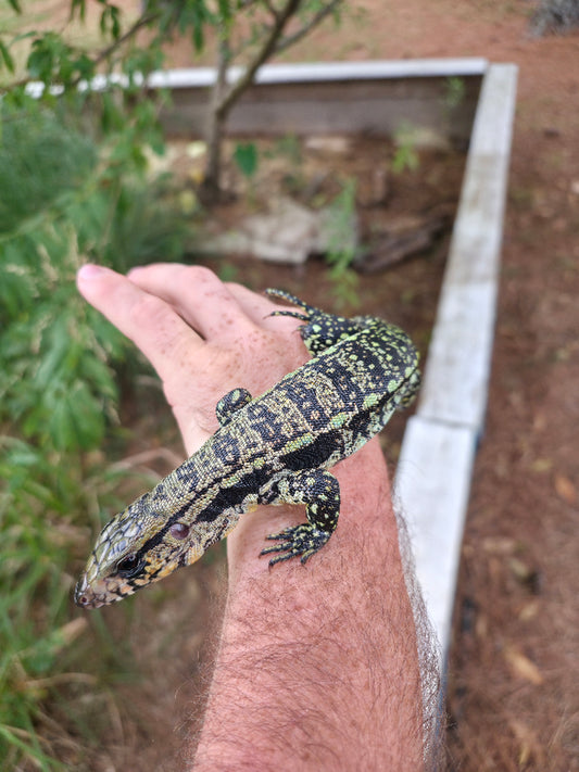Male Blue Tegu 66% Het Albino- Azurite x Triana