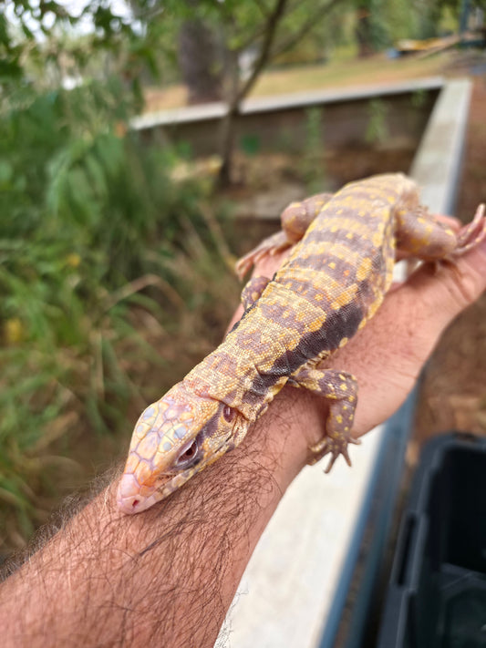 Male Blue Albino Tegu- Azurite x Triana