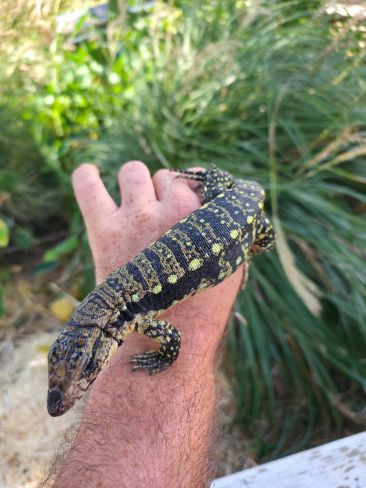 Female Blue Tegu 100% Het Albino- Tsunami x Luna