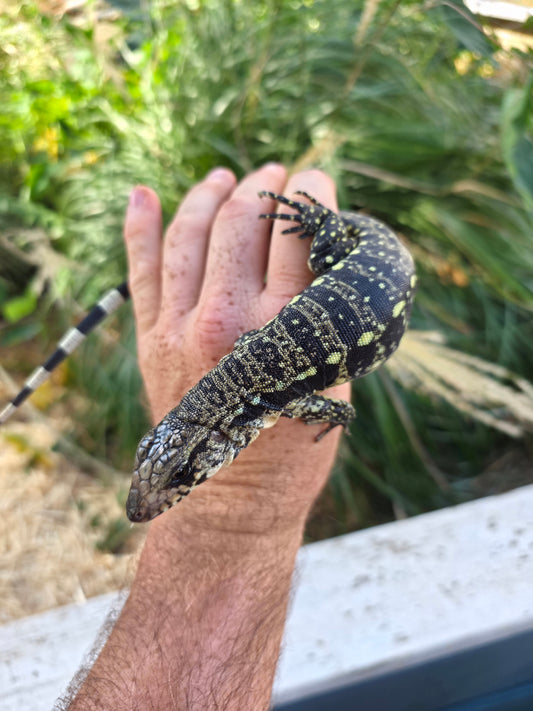 Male Blue Tegu 100% Het Albino- Tsunami x Luna