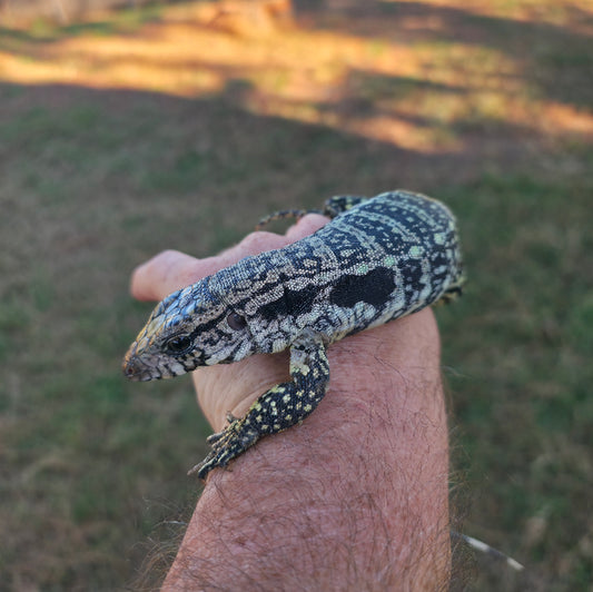 Male Blue Tegu - Journey x Sansa
