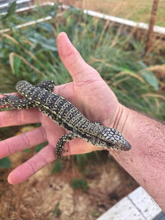 Male Blue Tegu - Journey x Sansa