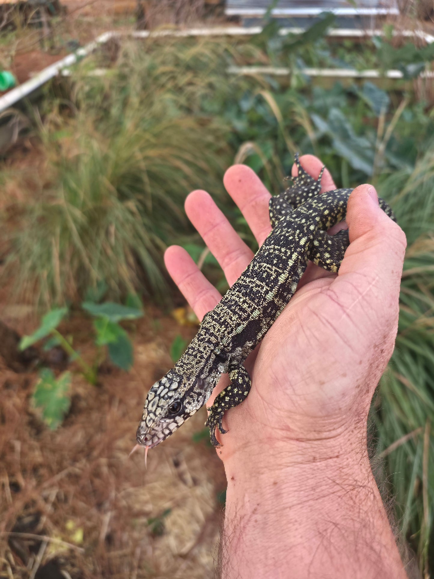 Male Blue Tegu - Journey x Sansa