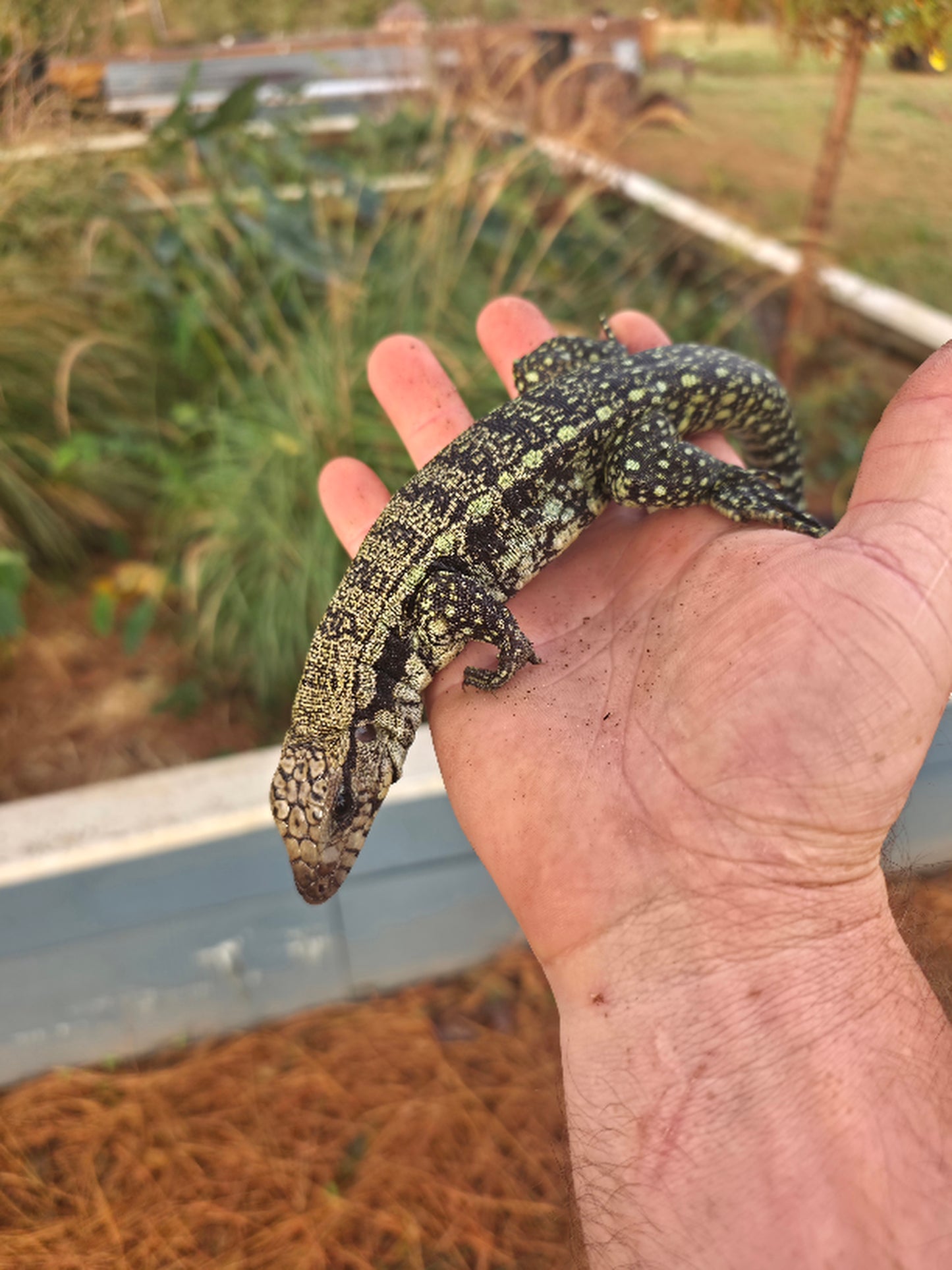 Male Blue Tegu- Aang x Tails