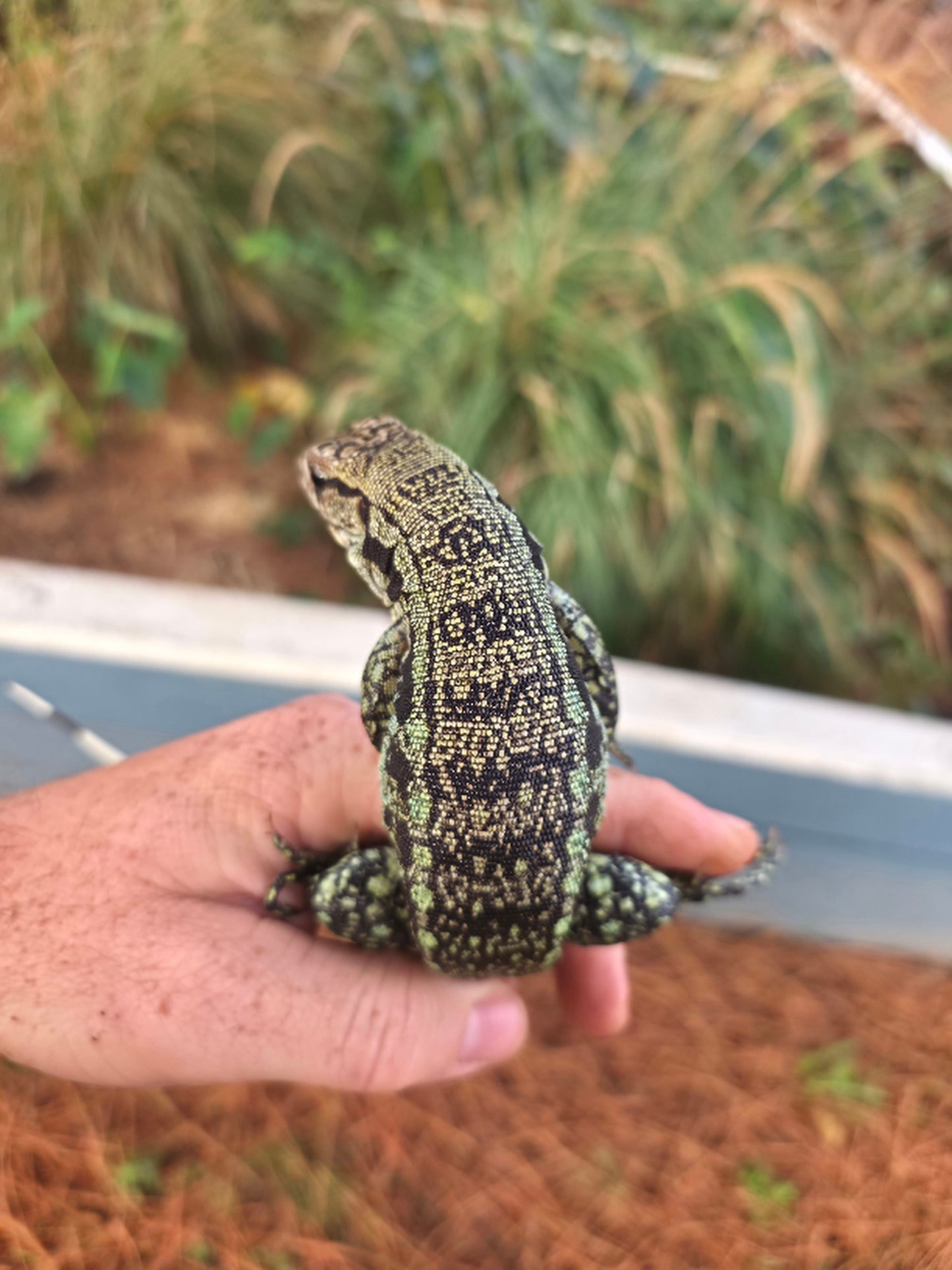 Male Blue Tegu- Aang x Tails