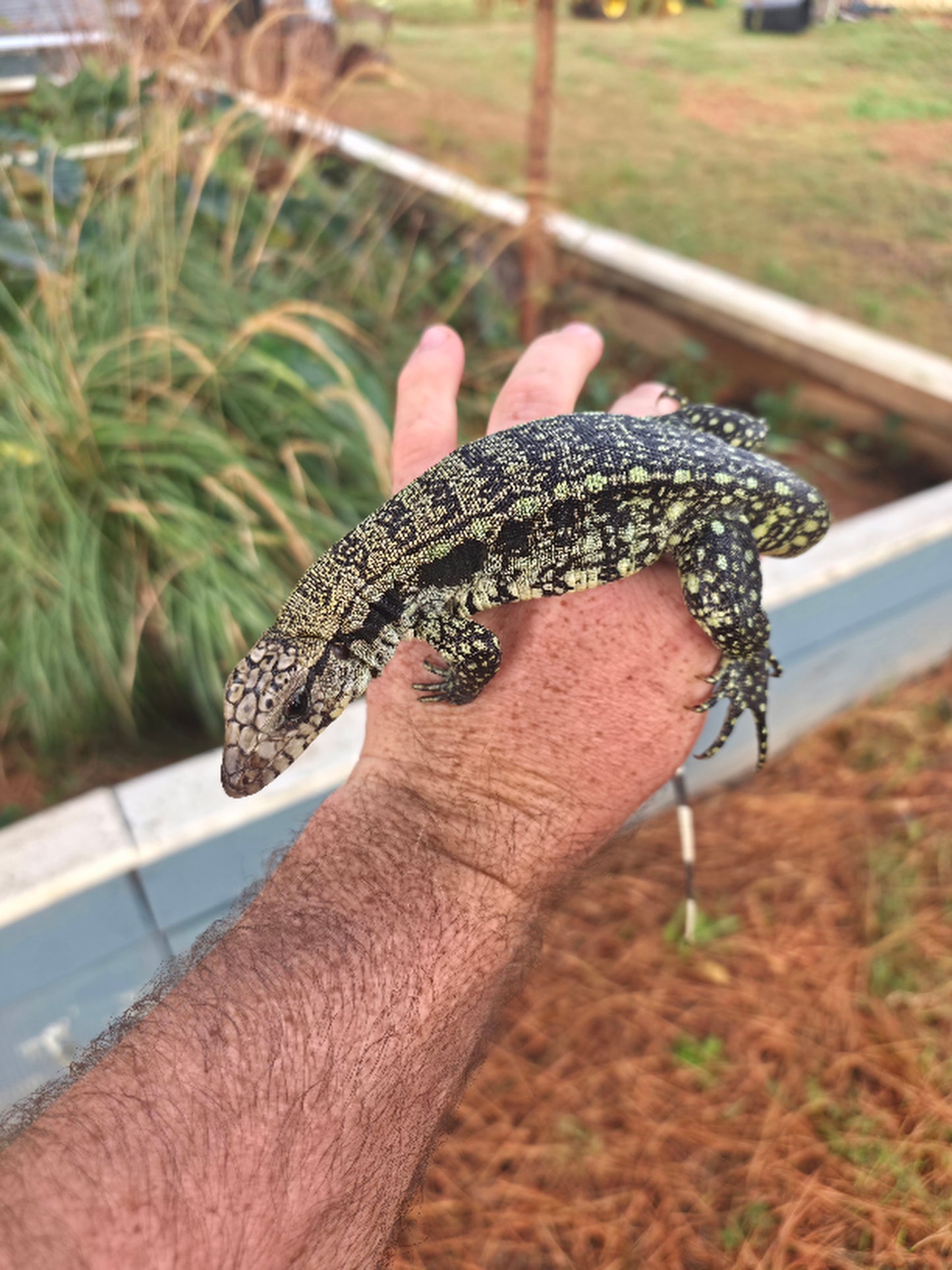 Male Blue Tegu- Aang x Tails
