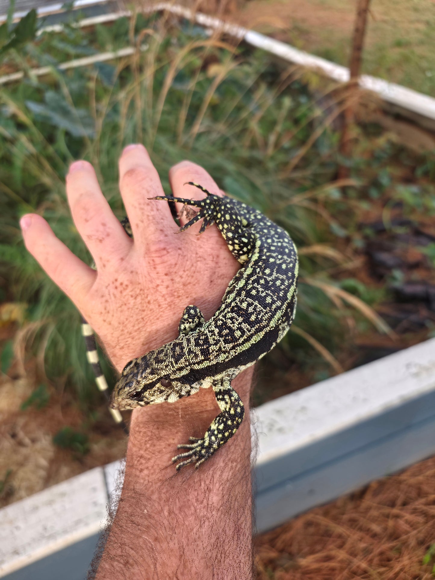 Female Blue Tegu- Aang x Tails